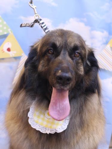 20240326シェリーちゃん